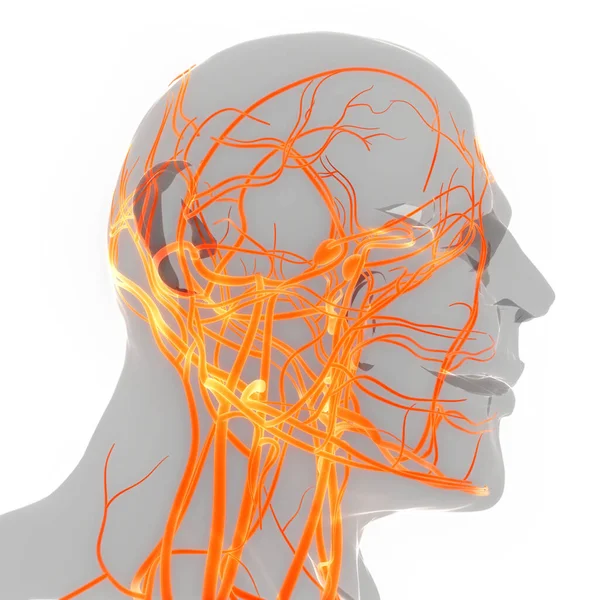 Людська Внутрішня Система Lymph Nodes Anatomy — стокове фото