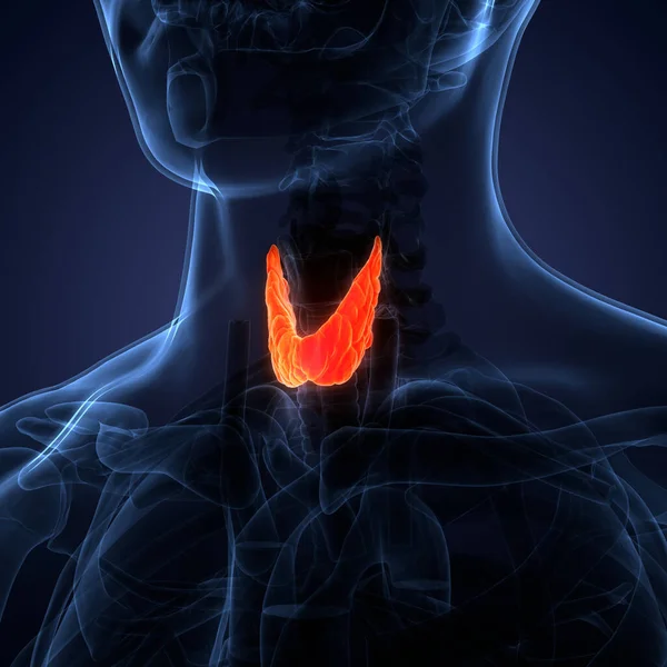 Lobes Thyroid Gland Anatomia — Zdjęcie stockowe