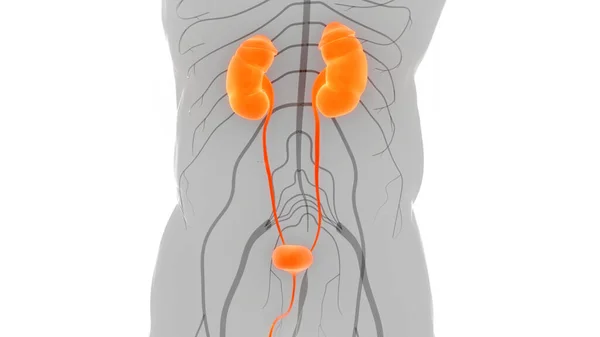 Anatomía Renal Del Sistema Urinario Humano —  Fotos de Stock