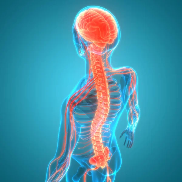 Órgano Central Del Sistema Nervioso Humano Anatomía Cerebral — Foto de Stock