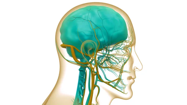 Центральный Орган Анатомии Нервной Системы Человека — стоковое фото