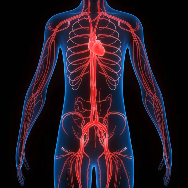 Anatomia Cardiaca Del Sistema Circolatorio Umano — Foto Stock