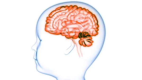 Центральний Орган Нервової Системи Мозку Людини Атомія Мозку — стокове фото