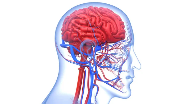 Órgão Central Sistema Nervoso Humano Anatomia Cérebro — Fotografia de Stock