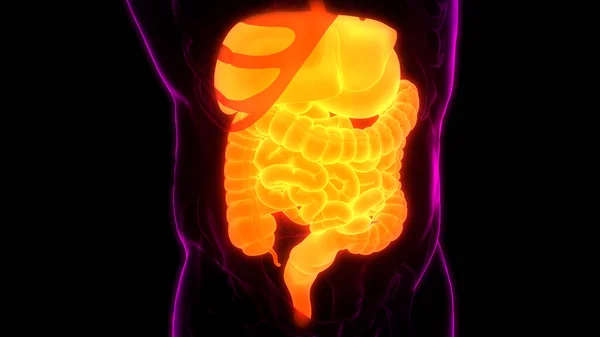 Sistema Digestivo Humano Anatomía Del Intestino Delgado Grueso — Foto de Stock