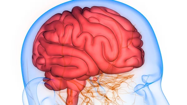 Órgano Central Del Sistema Nervioso Humano Anatomía Cerebral — Foto de Stock