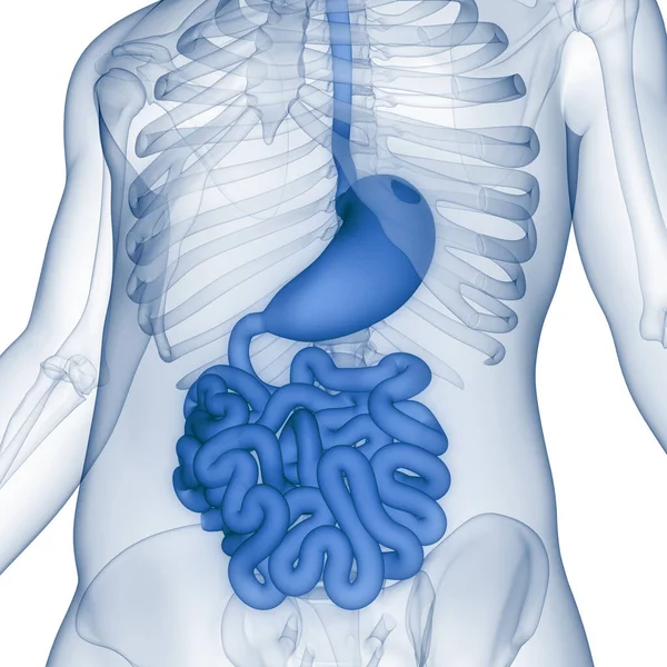 Anatomia Sistema Digestivo Humano — Fotografia de Stock