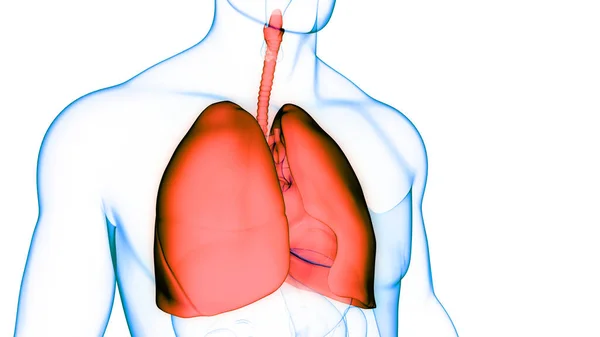 Anatomia Polmonare Del Sistema Respiratorio Umano — Foto Stock