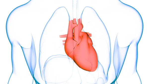 Sistema Circulatorio Humano Anatomía Del Corazón — Foto de Stock