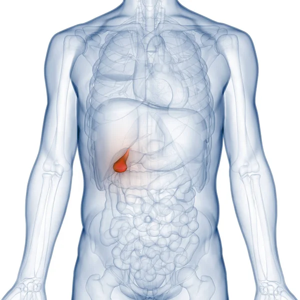 Human Internal Organ Gallbladder Anatomy Inglés —  Fotos de Stock