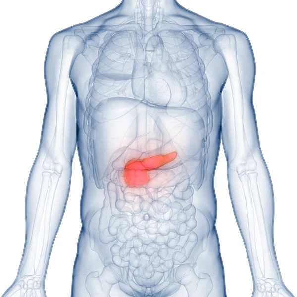 Human Internal Organ Pancreas Anatomy — Stock Photo, Image