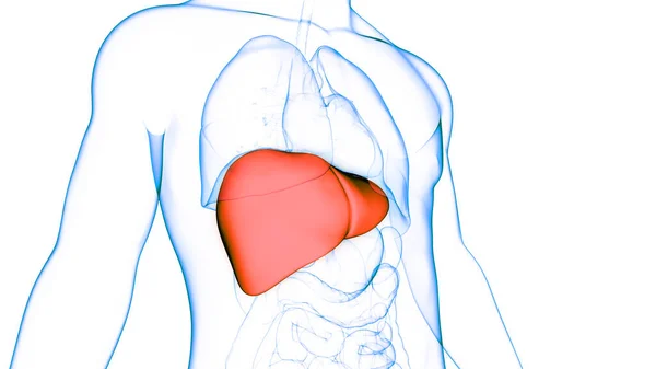 Organo Digestivo Interno Umano Anatomia Epatica — Foto Stock