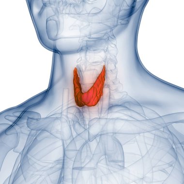 Tiroid Bezi Anatomisi 'nin İnsan Vücut Bezleri. Üç Boyut
