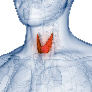 Human Body Glands Lobes of Thyroid Gland Anatomy. 3D clipart