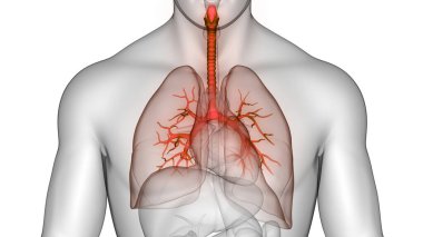İnsan Solunum Sistemi Akciğerleri Anatomisi. Üç Boyut