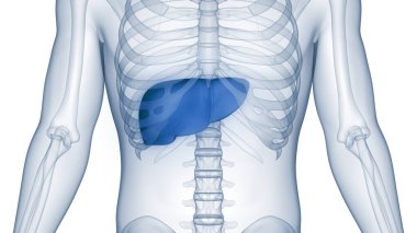 İnsan İç Sindirim Organı Anatomisi. Üç Boyut