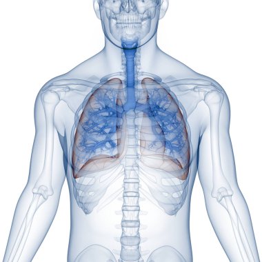İnsan Solunum Sistemi Akciğerleri Anatomisi. Üç Boyut