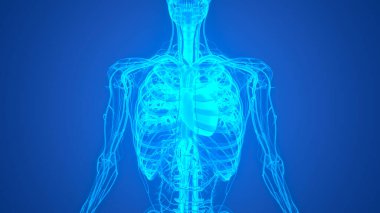 İnsan Dolaşım Sistemi Kalp Anatomisi. Üç Boyut