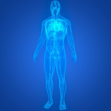 İnsan Dolaşım Sistemi Kalp Anatomisi. Üç Boyut