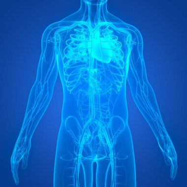 İnsan Dolaşım Sistemi Kalp Anatomisi. Üç Boyut