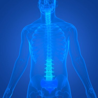 İnsan iskelet sistemi anatomisinin omurilik omurgası. Üç Boyut