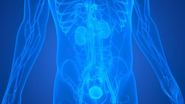 İdrar torbası anatomisi olan insan böbrekleri. Üç Boyut