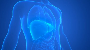 İnsan İç Sindirim Organı Anatomisi. Üç Boyut