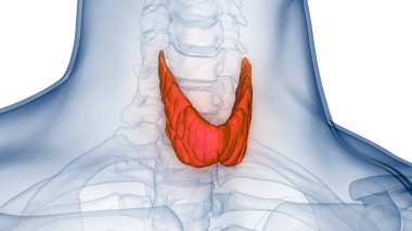 Tiroid Bezi Anatomisi 'nin İnsan Vücut Bezleri. Üç Boyut