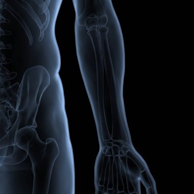İnsan iskelet sistemi anatomisi 3D çizimi