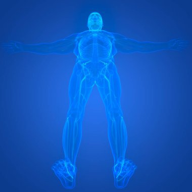 İnsan iç sistemi lenf düğümleri anatomisi. Üç Boyut