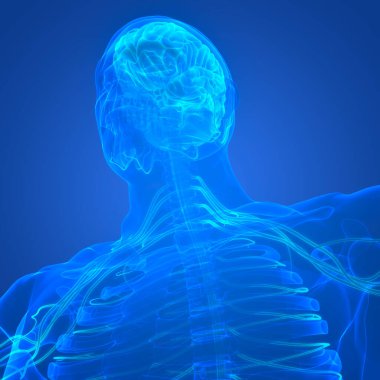 İnsan Sinir Sistemi Beyin Anatomisi Merkezi Organı. Üç Boyut