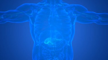 İnsan iç organı safra kesesi anatomisi. Üç Boyut