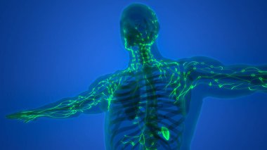 İnsan iç sistemi lenf düğümleri anatomisi. Üç Boyut
