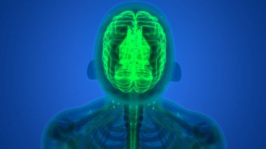 İnsan Sinir Sistemi Beyin Anatomisi Merkezi Organı. Üç Boyut