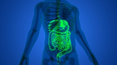 İnsan Sindirim Sistemi Anatomisi. Üç Boyut