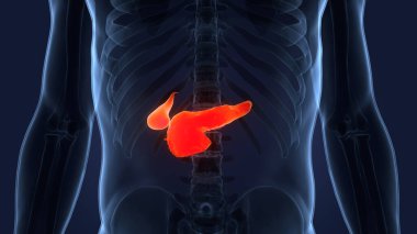 Safra kesesi anatomisi olan Orgnas Pankreası. Üç Boyut