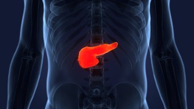 İnsan İç Organ Pankreası Anatomisi. Üç Boyut