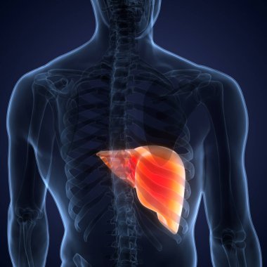 İnsan İç Sindirim Organı Anatomisi. Üç Boyut