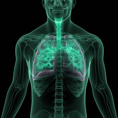 İnsan Solunum Sistemi Akciğerleri Anatomisi. Üç Boyut
