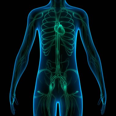 İnsan Dolaşım Sistemi Kalp Anatomisi. Üç Boyut