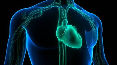 İnsan Dolaşım Sistemi Kalp Anatomisi. Üç Boyut