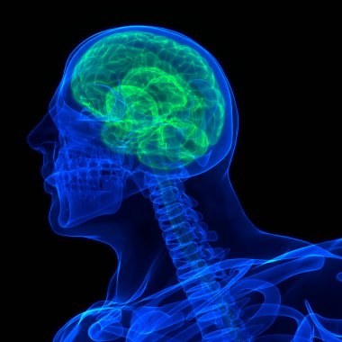 İnsan Sinir Sistemi Beyin Anatomisi Merkezi Organı. Üç Boyut