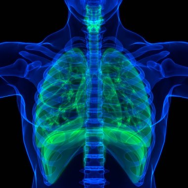 İnsan Solunum Sistemi Akciğerleri Anatomisi. Üç Boyut