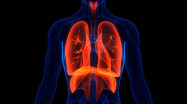 Diyafram anatomisi olan insan solunum sistemi akciğerleri. Üç Boyut