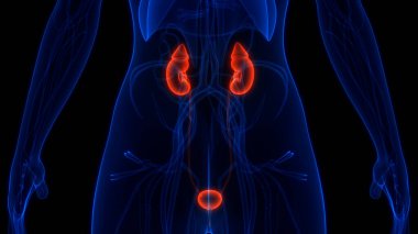 İdrar torbası anatomisi olan insan böbrekleri. Üç Boyut