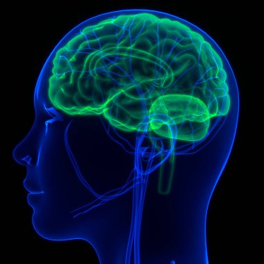 İnsan Sinir Sistemi Beyin Anatomisi Merkezi Organı. Üç Boyut