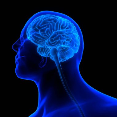 İnsan Sinir Sistemi Beyin Anatomisi Merkezi Organı. Üç Boyut