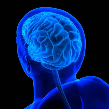 İnsan Sinir Sistemi Beyin Anatomisi Merkezi Organı. Üç Boyut