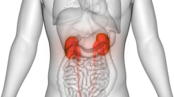 Nsan Drar Sistemi Böbrekleri Anatomisi Boyut — Stok fotoğraf