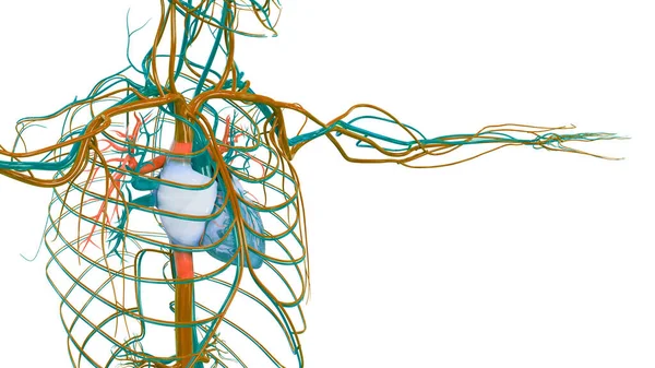 Anatomia Cardiaca Del Sistema Circolatorio Umano — Foto Stock